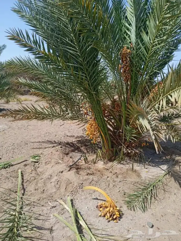 نخل ابو عبدالله توريد جميع انواع النخيل المثمرة وزيبه وتصدير 8