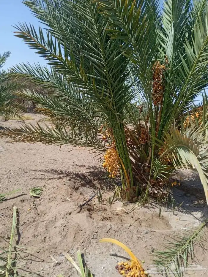 نخل ابو عبدالله توريد جميع انواع النخيل المثمرة وزيبه وتصدير 9
