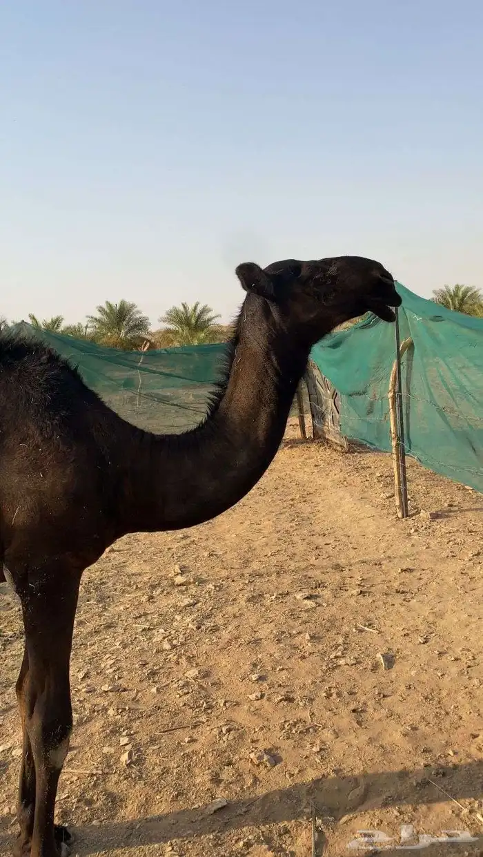 بكره مجهم حواره 1