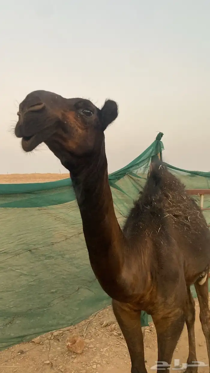 بكره مجهم حواره 2