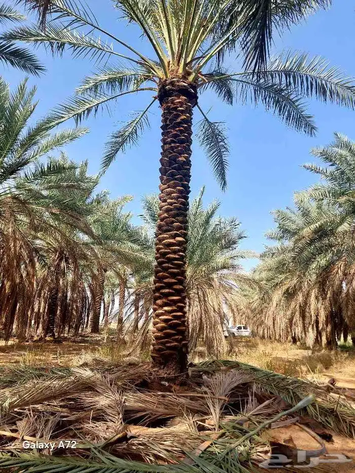 نخل ابو عبدالله توريد جميع انواع النخيل المثمرة وزيبه وتصدير 2