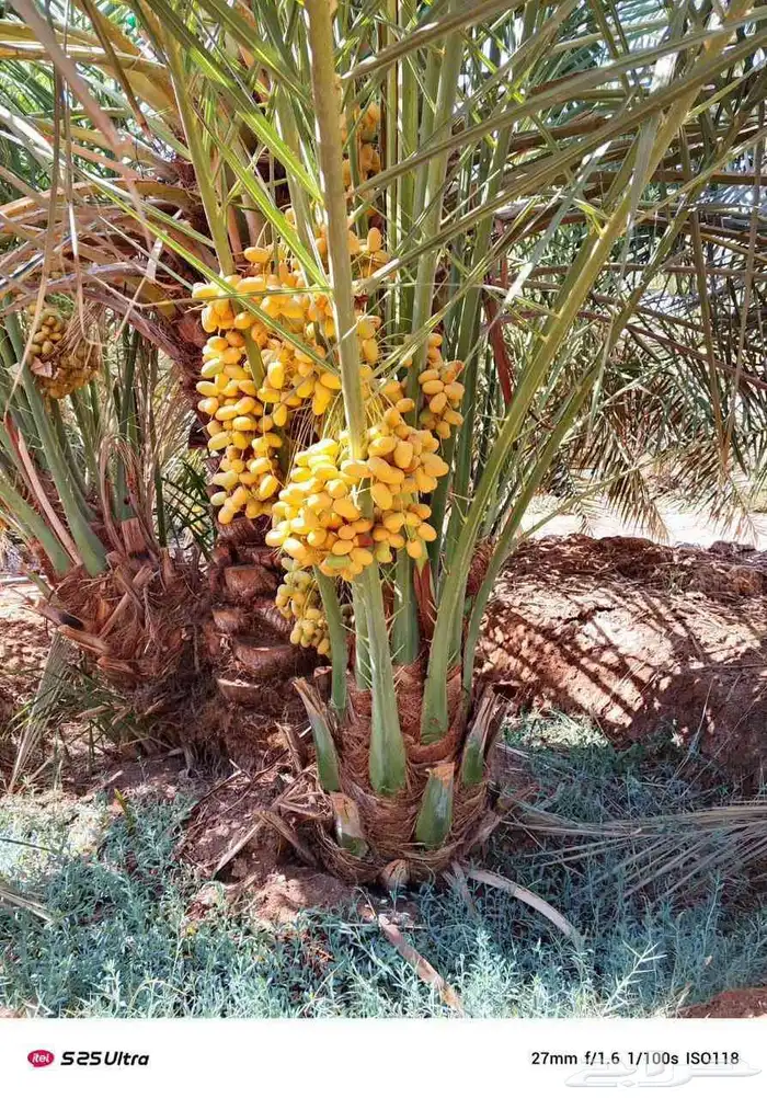 متوفر فسايل مثمره للبيع جميع الأنواع 1