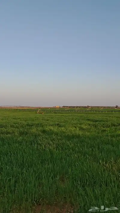 للبيع مزرعة بالقصيم طريق الضلفعة الفويلق index