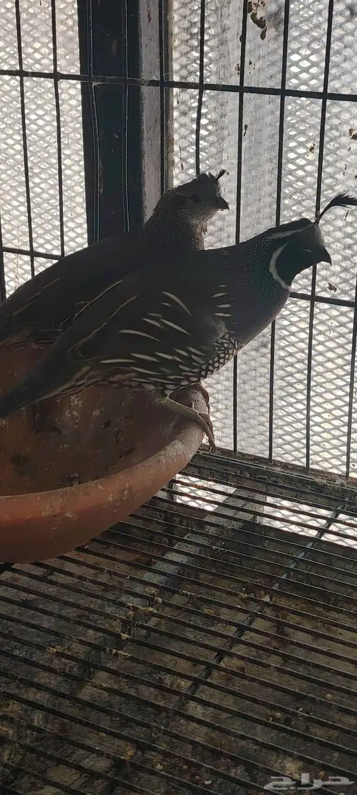 طائر السمان الكاليفورني 2