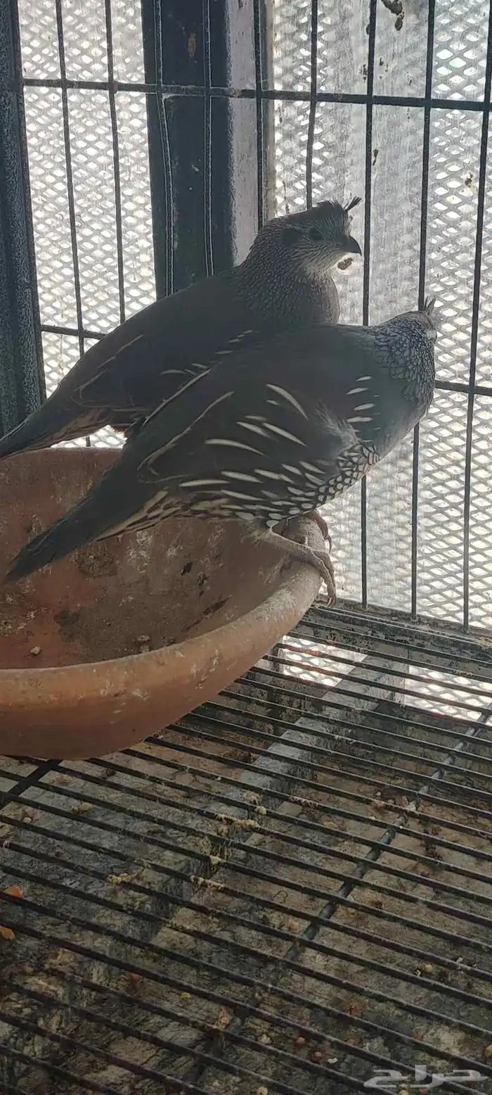 طائر السمان الكاليفورني 1