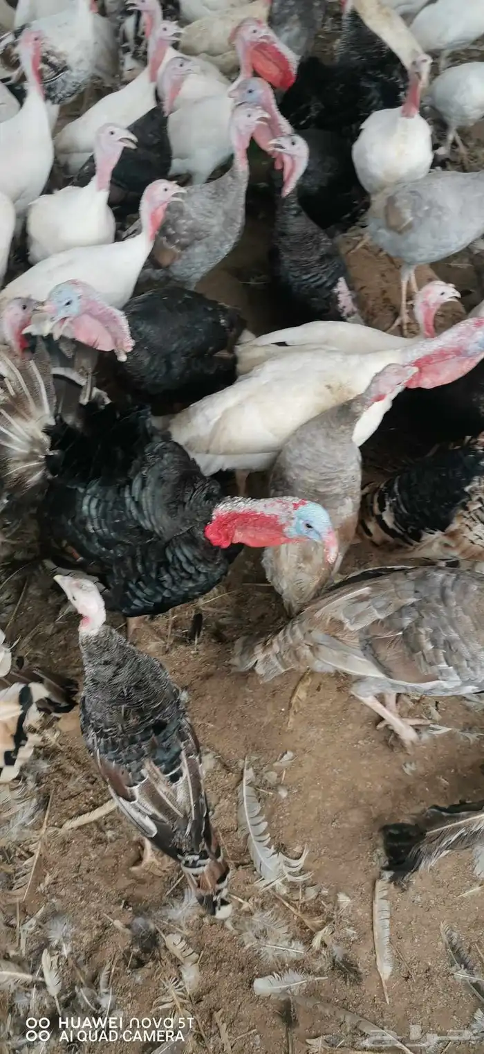 رومى للبيع 4