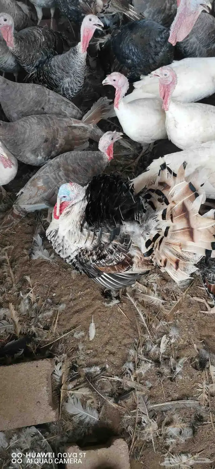 رومى للبيع 0