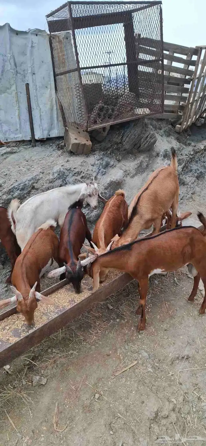 تيوس بلدي 2