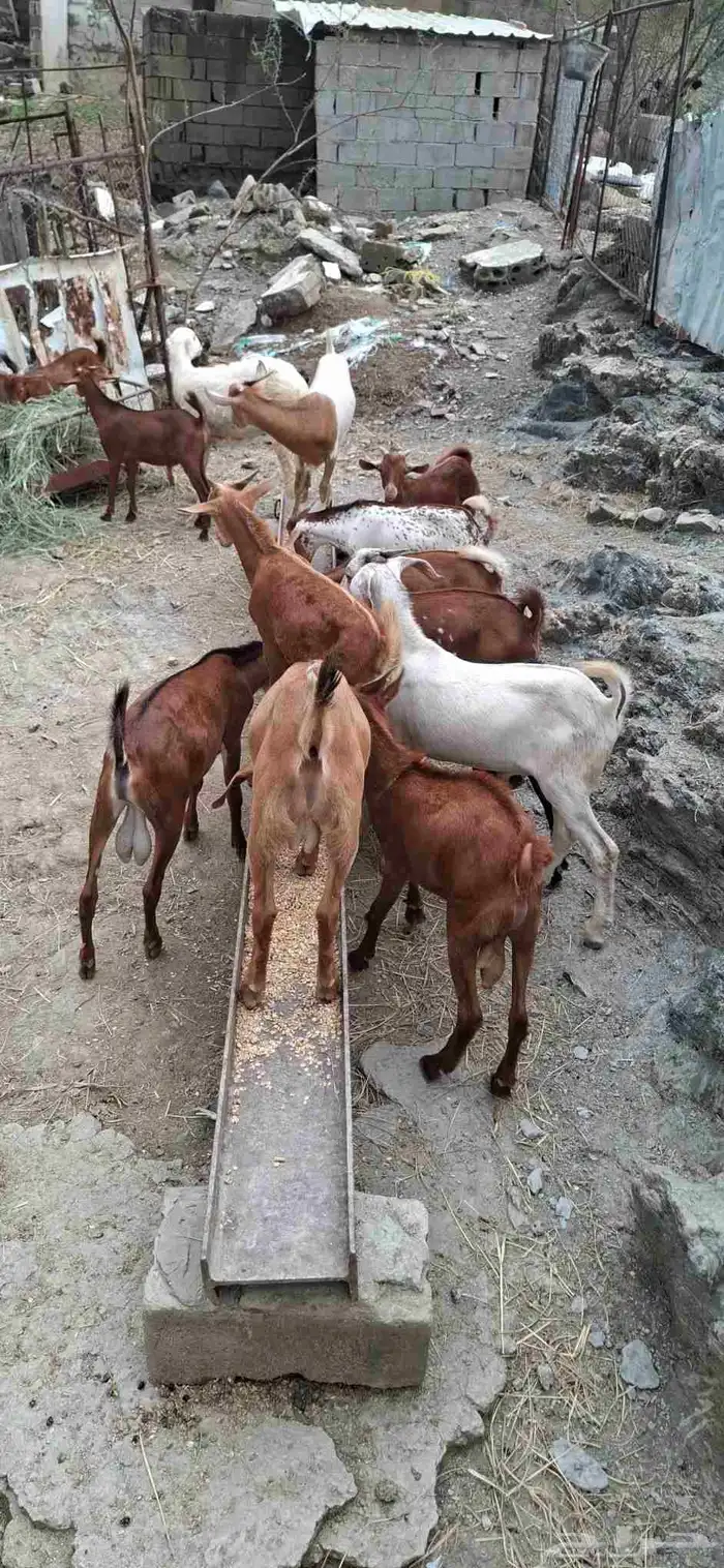 تيوس بلدي 1