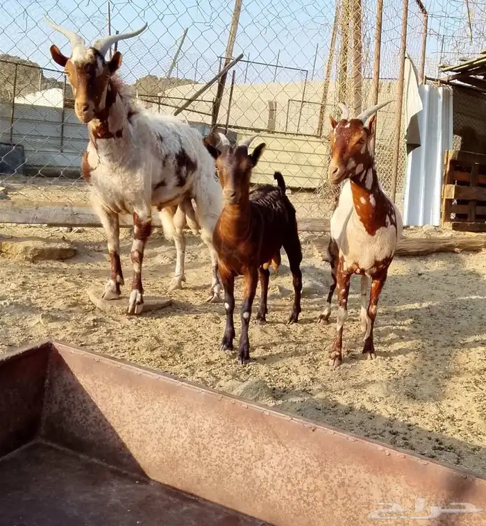 تيس عماني احمر بيور 1