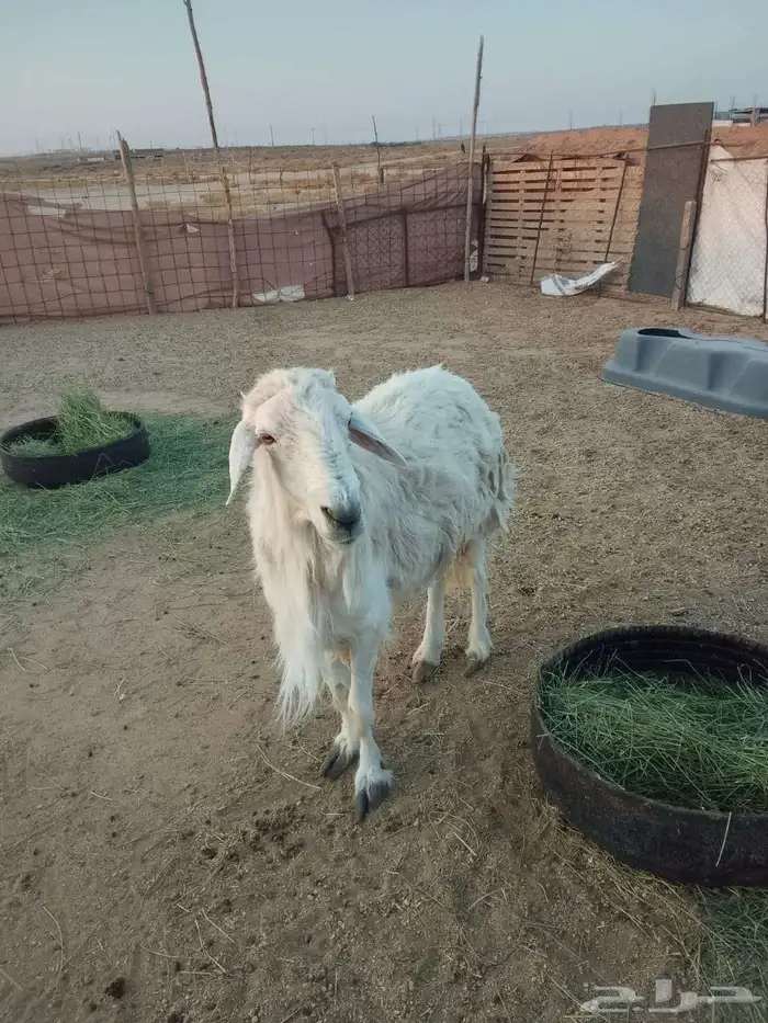 فحل حري تام مشررط القريع الموقع بريده 0
