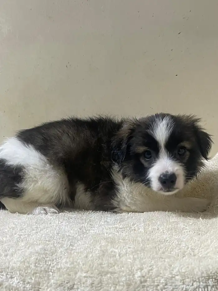 Maltese dog for sale 4
