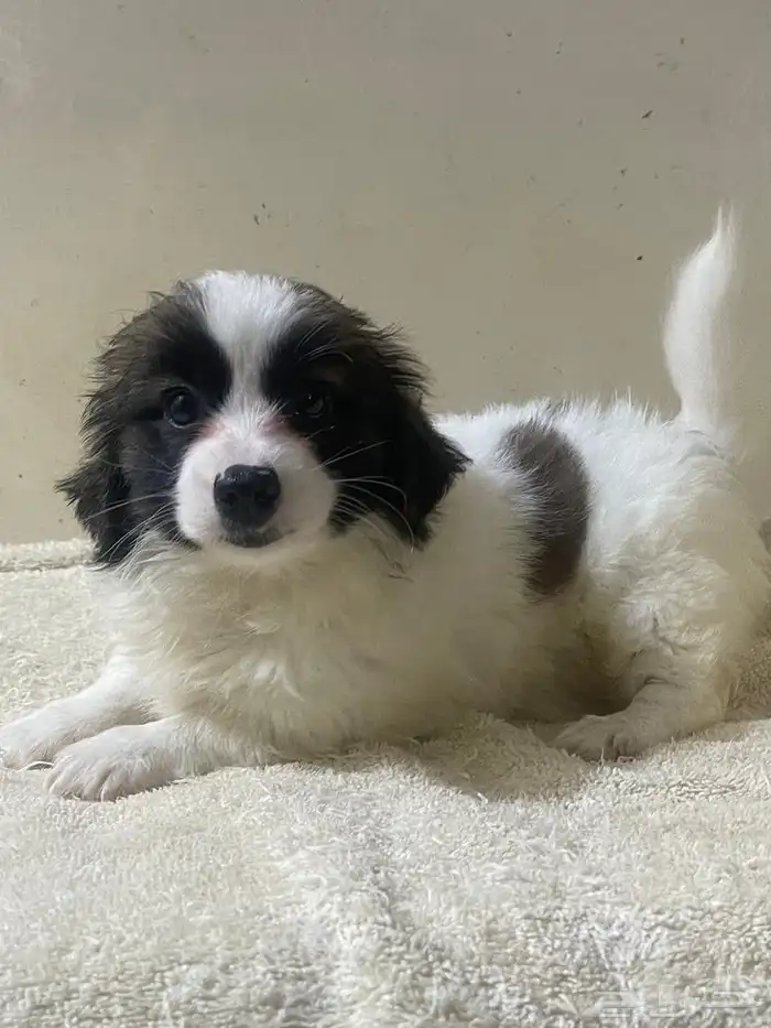 Maltese dog for sale 6