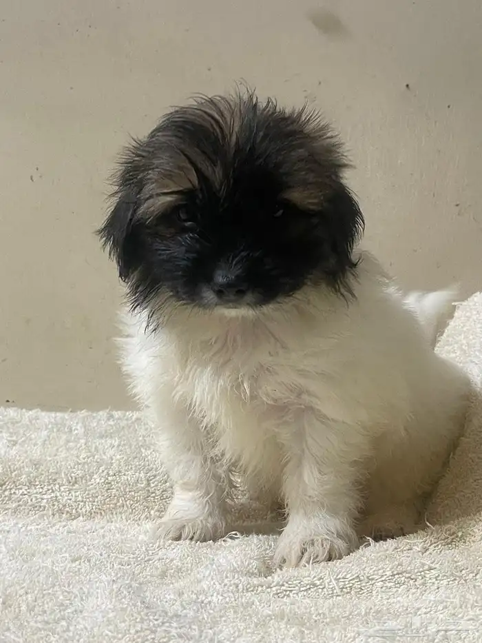 Maltese dog for sale 2