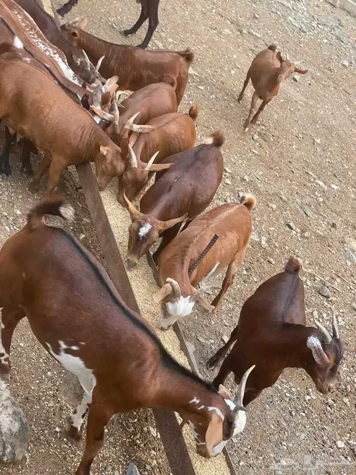 تيوس نظيفه 3