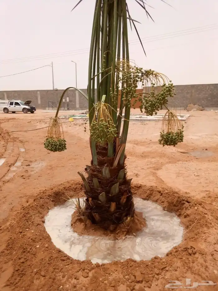 نخل مثمر للبيع نقايل جثايث صقعي هلالي مجدول اخلاص سكري برحي 4