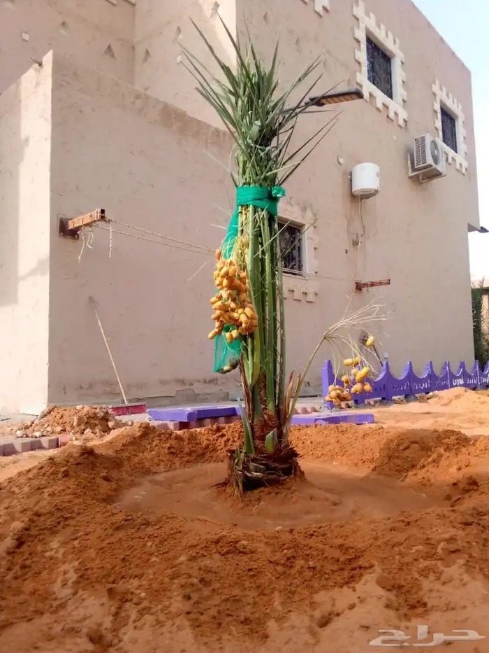 نخل مثمر للبيع نقايل جثايث صقعي هلالي مجدول اخلاص سكري برحي 1