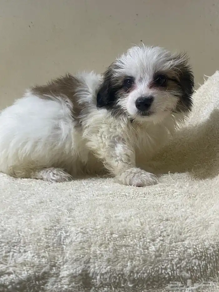 Maltese dog for sale 5