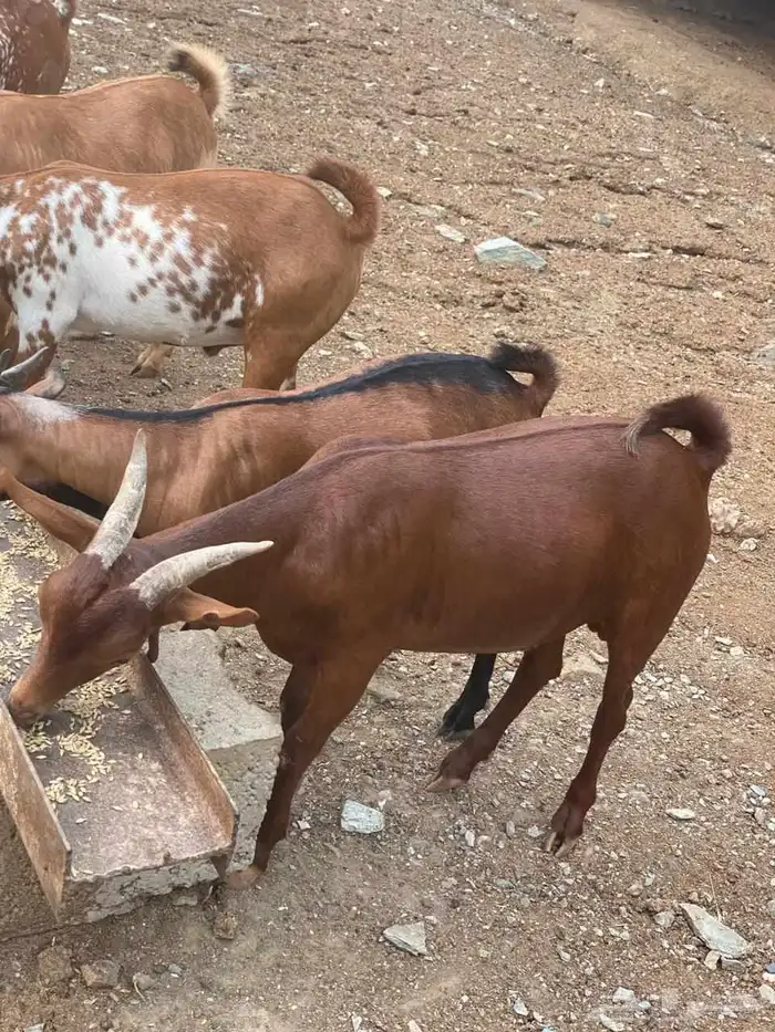 تيوس نظيفه 6