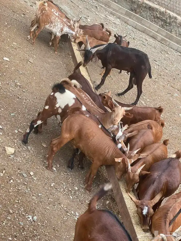 تيوس نظيفه 5