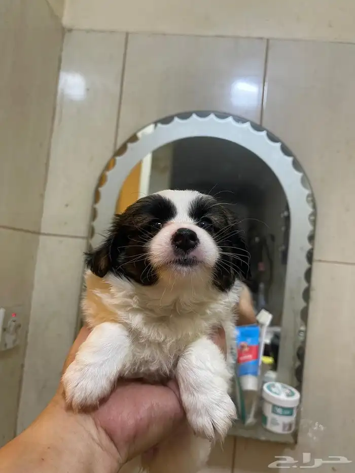 Maltese dog for sale 17