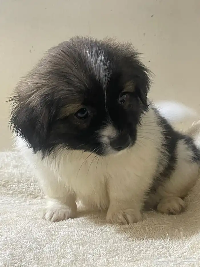 Maltese dog for sale 1