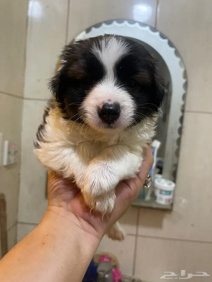 Maltese dog for sale 16