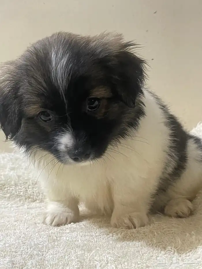 Maltese dog for sale 3