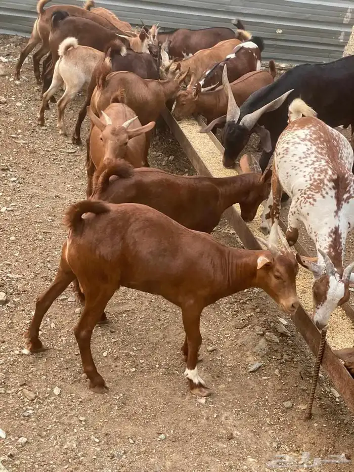 تيوس نظيفه 8
