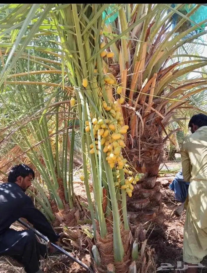 لدينا جميع انواع النخيل القصيم المثمرة 6