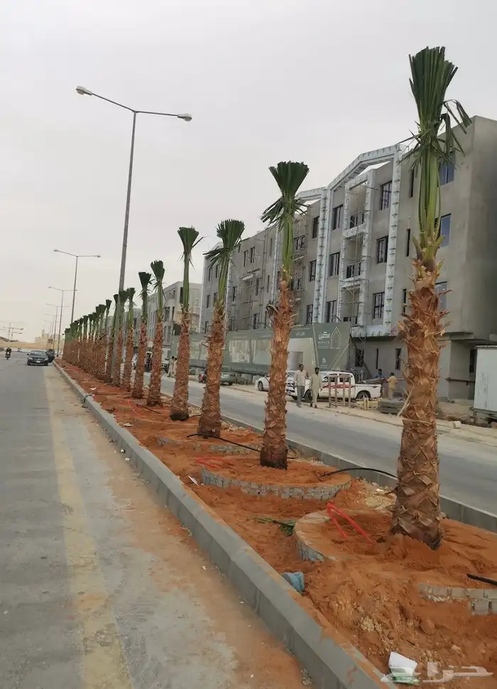 مقاول توريدنخيل عربي وواشنطني وأشجار زيتون معمره وصغيره في م 9