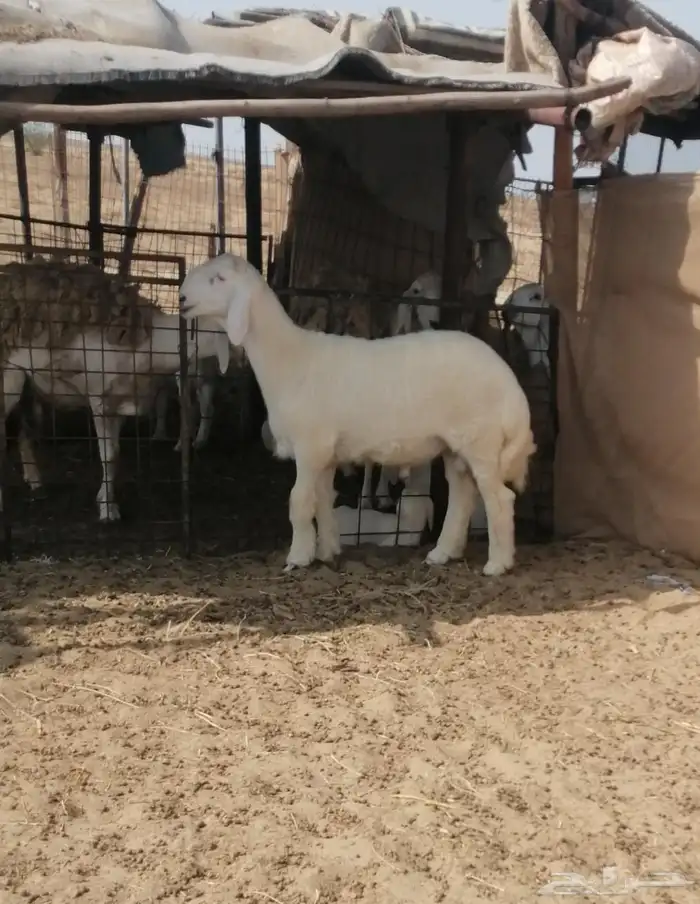 تم البيع 0