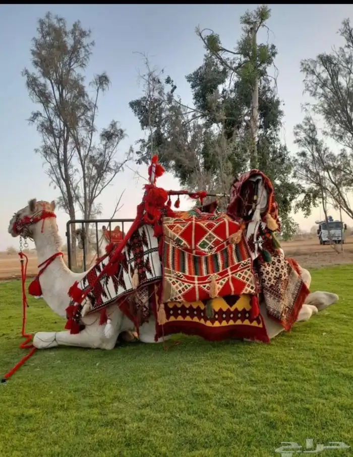 يوجد لدينا اجار جمال ركبي وا خيول وا دبابات بي اليوم 0
