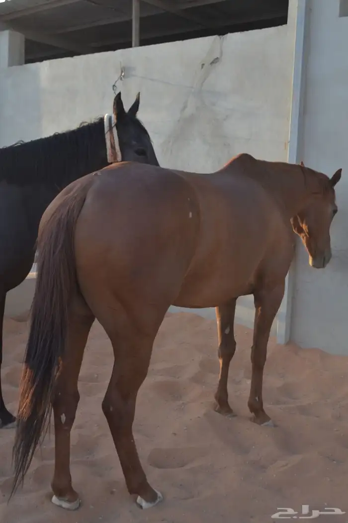 خيل للبيع افرس واحصنه ورق وشعبي 4