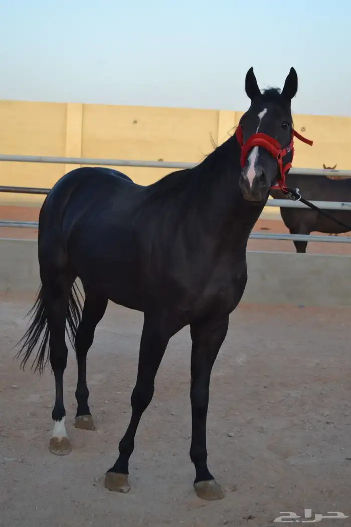 خيل للبيع افرس واحصنه ورق وشعبي 5