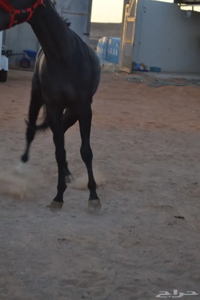 خيل للبيع افرس واحصنه ورق وشعبي 0