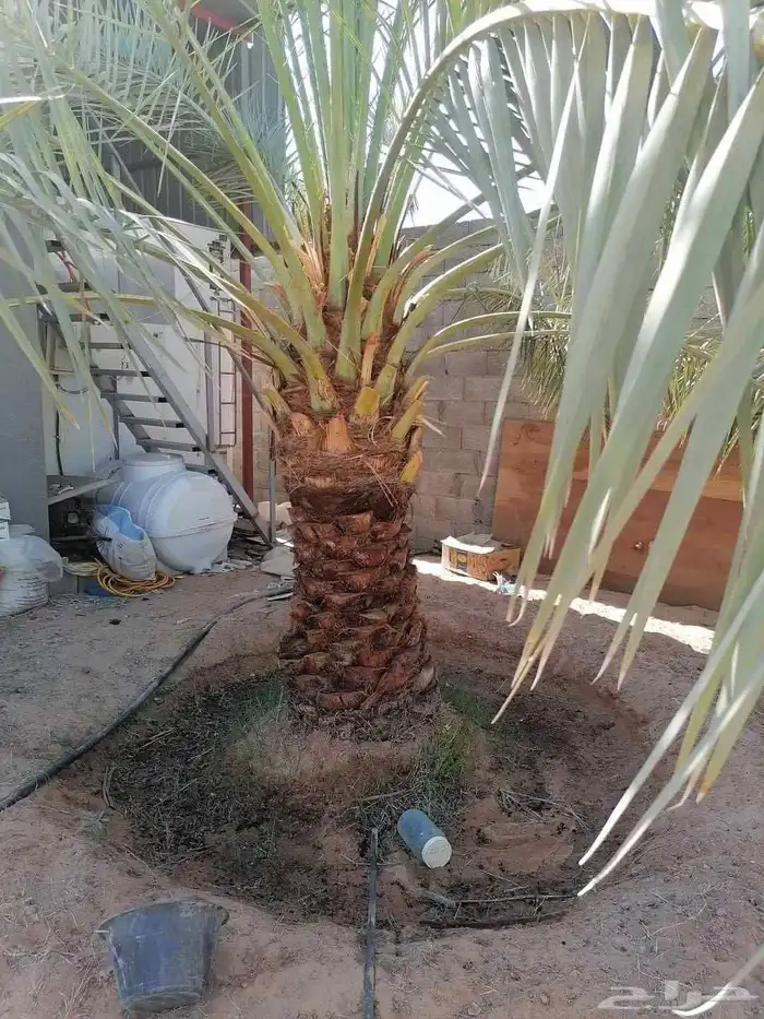 لبيع جميع أنواعه انخيل 5