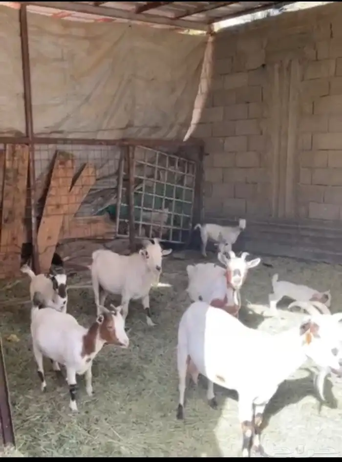 القصيم البكيريه 3