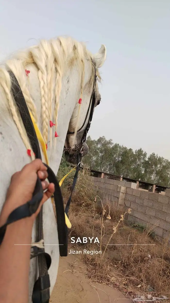 حصان عربي ورق 2