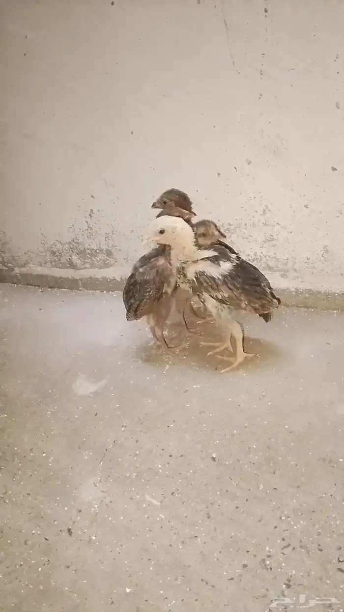 صوص باكستاني شامو يباني 2