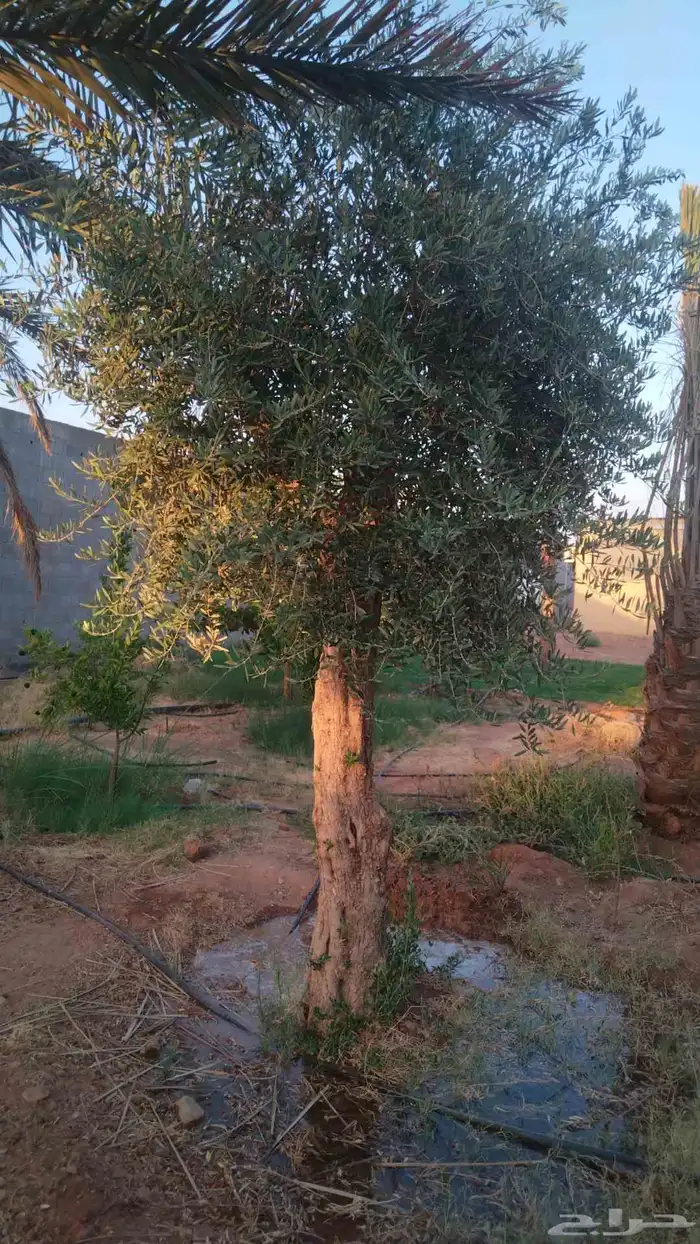 مقاول توريدنخيل عربي وواشنطني وأشجار زيتون معمره وصغيره في م 1