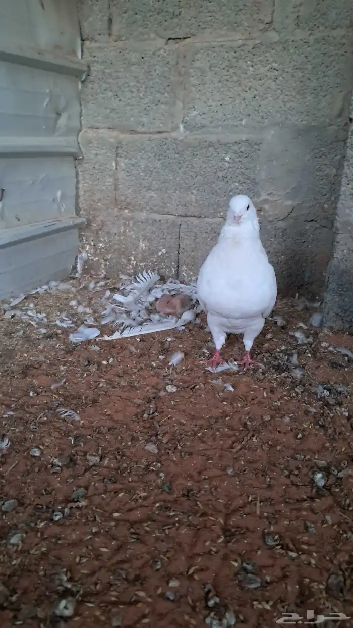 حمام كنق مستوى بطل 6