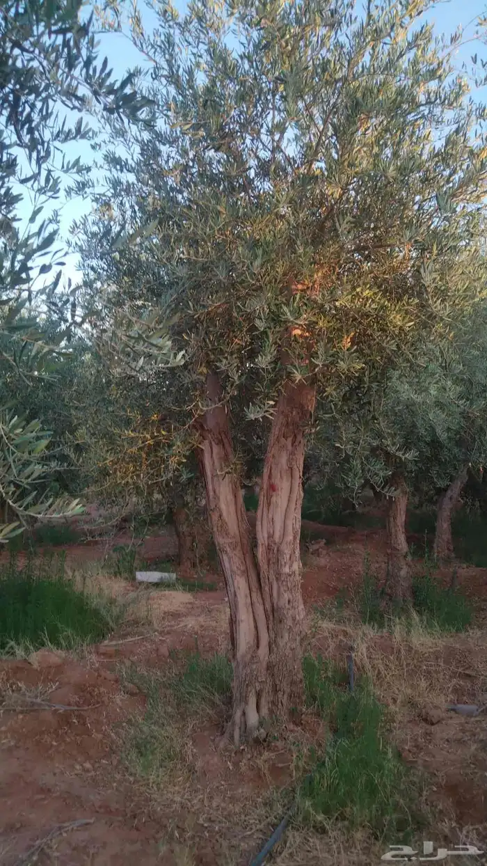 مقاول توريدنخيل عربي وواشنطني وأشجار زيتون معمره وصغيره في م 0