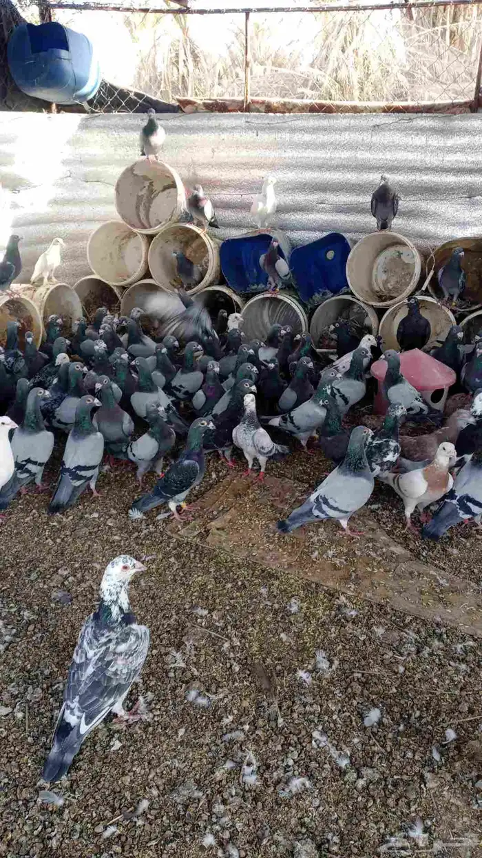 حمام زاجل وفرنسي سوبر جامبو الحجم الكبير توه منقول من الاستر 0