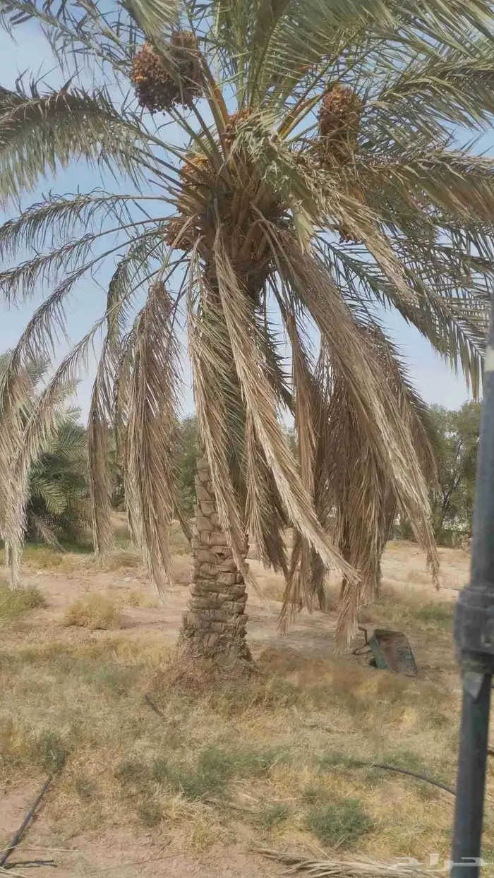 نقايل مشكلات لي البيع 1