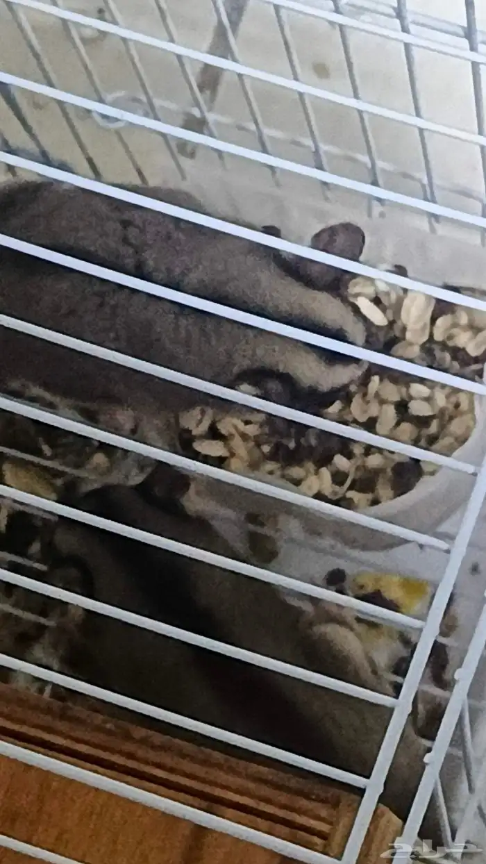 شرس ااسناجب 2