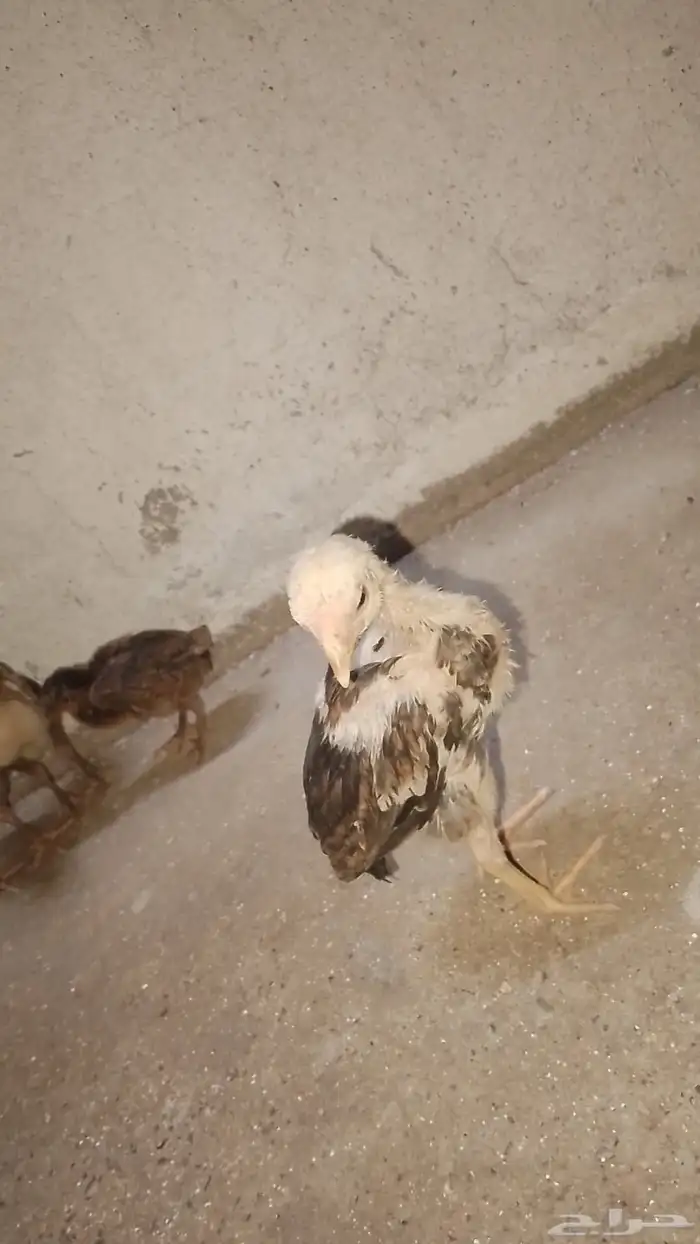 صوص باكستاني شامو يباني 1