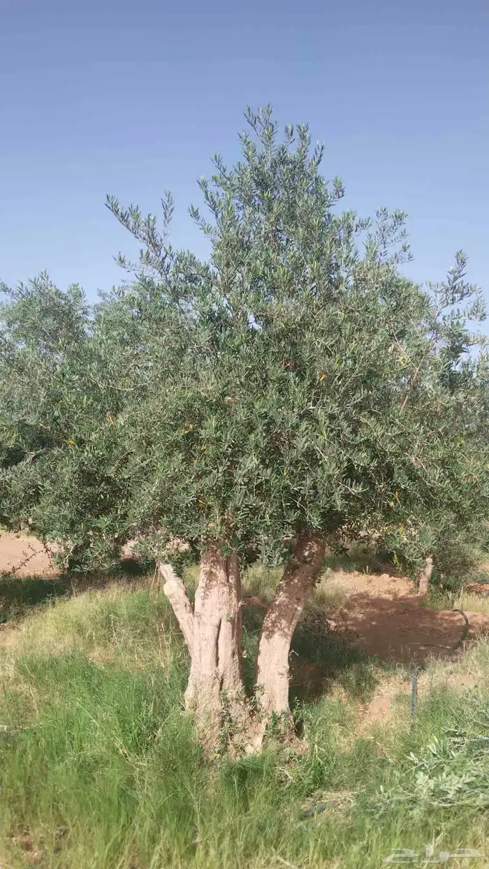 مقاول توريدنخيل عربي وواشنطني وأشجار زيتون معمره وصغيره في م 5