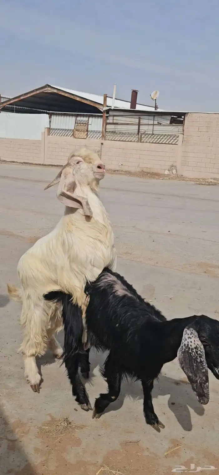 فحل عارضي رباع منتج مطور ابيض كريمي ابرص 9