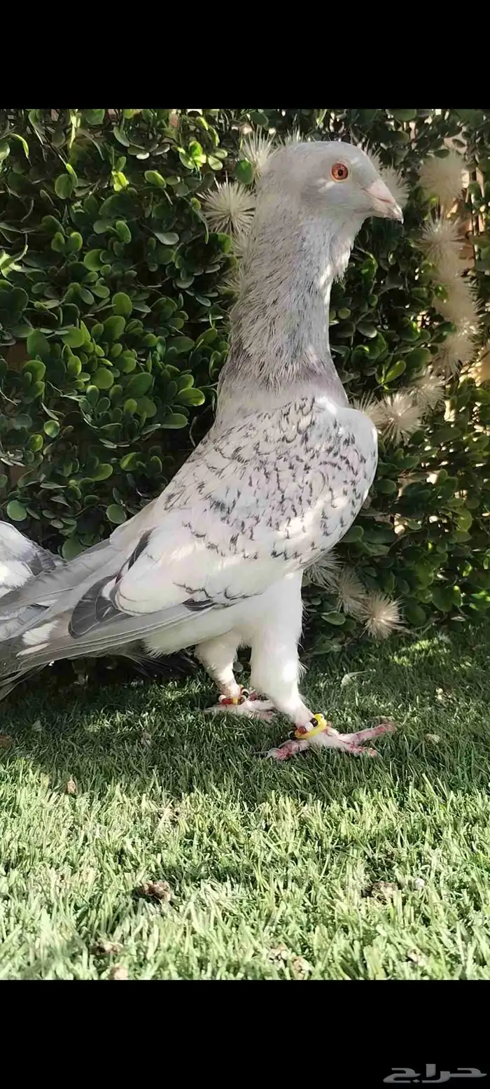 حمام شامي نخب 4